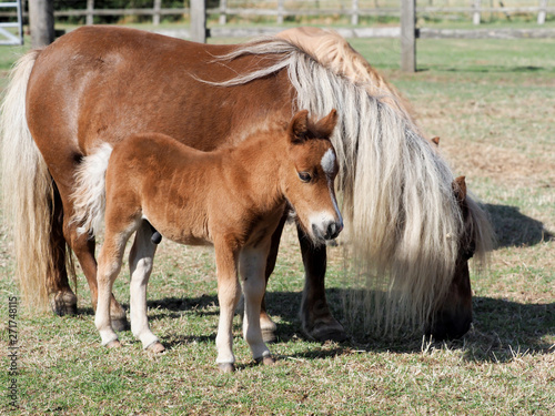 Cute Mare and Foal