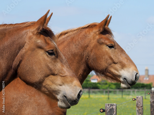 Two Suffolk Punch Horses