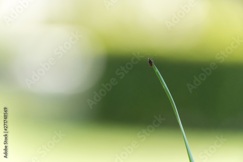 Castor Bean Tick (Ixodes ricinus) © Thomas