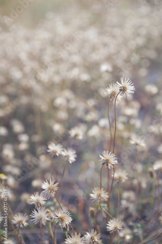 Dry brown grass flower field, weed plant closeup