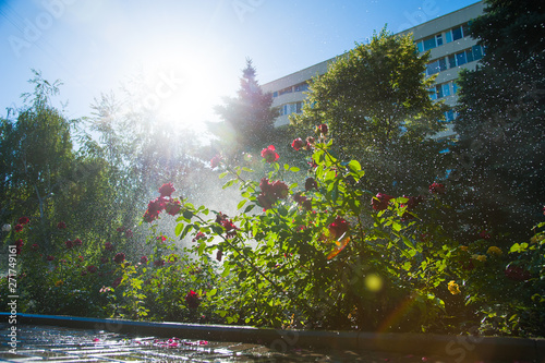 Watering lawn and rose flowers in the morning in park