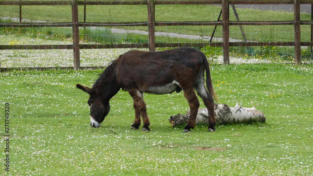 Donkey in an English meadow (1b) Donkey in an English meadow (1b)