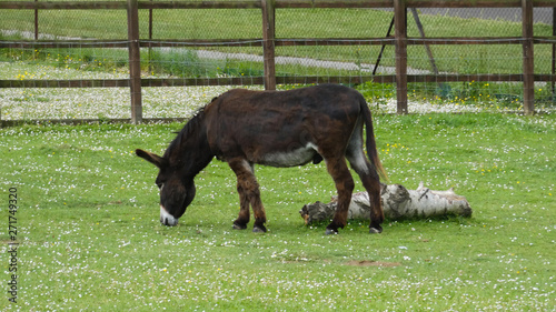 Fotografija Donkey in an English meadow (1b)