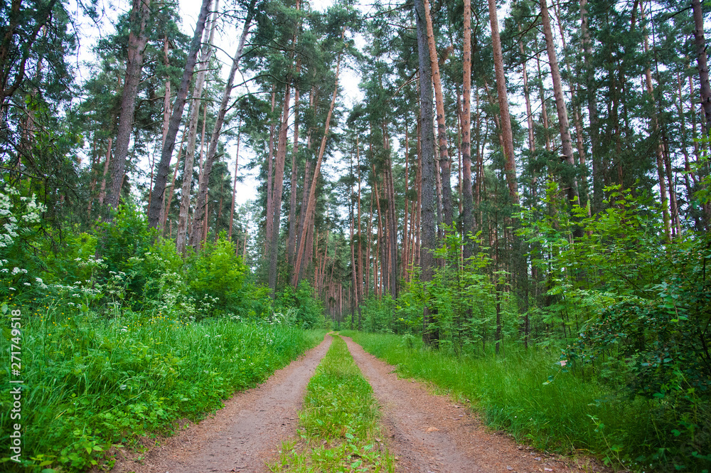 Fototapeta premium Winding dirt road through the forest