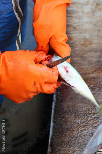 Vertical photography capturing fishmongers hands in orange gloves gutting small fish with a knife. Necessary step by fish processing. Photographed on famous fish market in Catania, Sicily, Italy