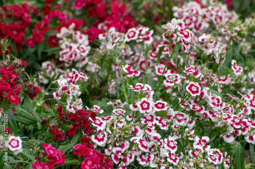Wallpaper Mural plants and flowers Canary Islands Torontodigital.ca