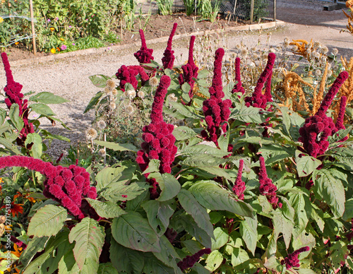 Amaranthus gangeticus or Elephant Head growing in an English country garden. photo