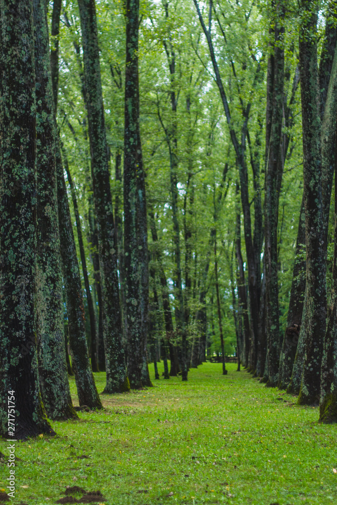 Fototapeta premium green forest with path