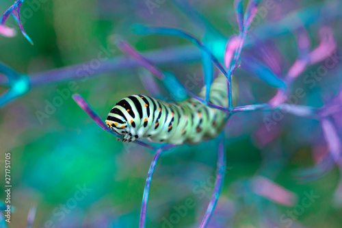 Beautiful colorful caterpillar on a leaf in the ultraviolet light © fotodiya83