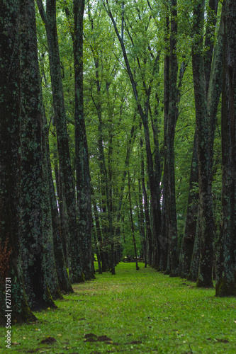 leafy green forest