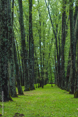 green forest with path
