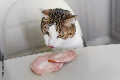 Domestic cat trying to steal slice of ham from a table. Hungry cat at the kitchen.