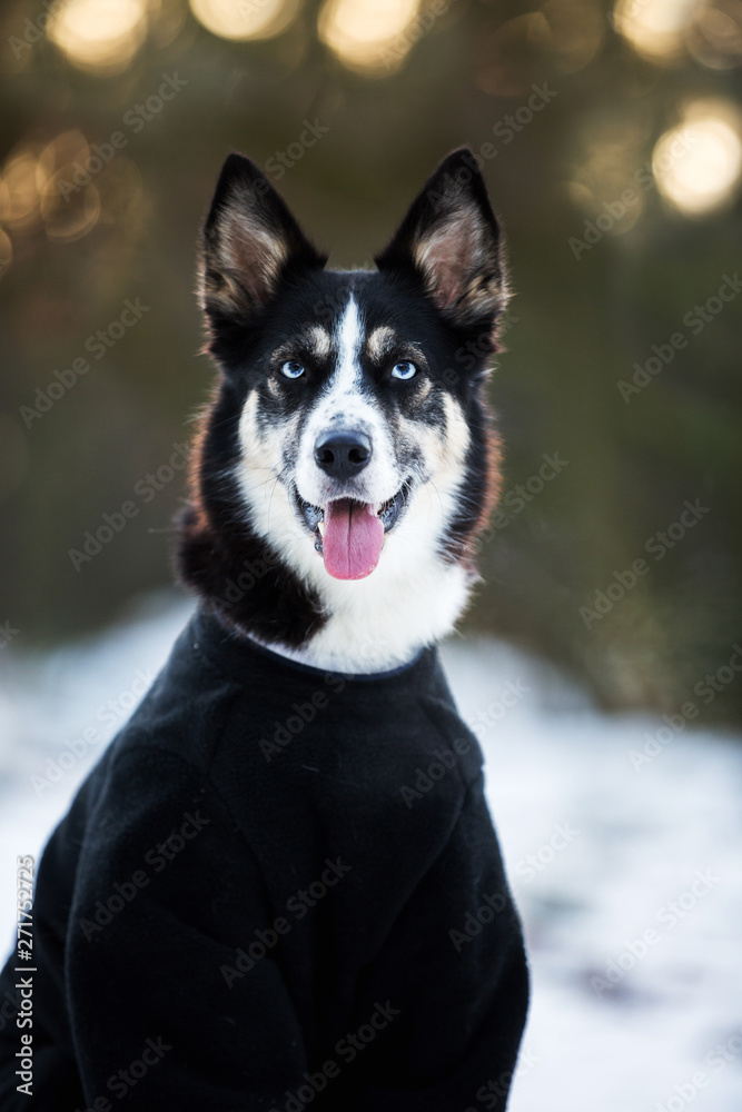Hund im Schnee mit Pullover gegen Kälte Hund im Schnee mit Pullover gegen Kälte