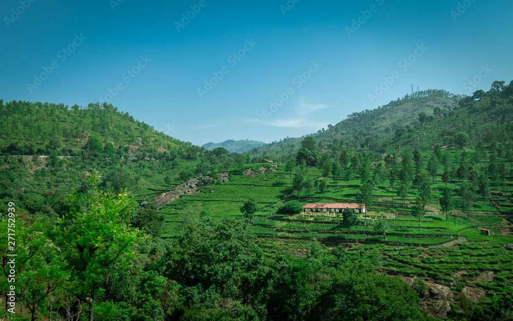 Isolated homes with beautiful landscape in tea garden