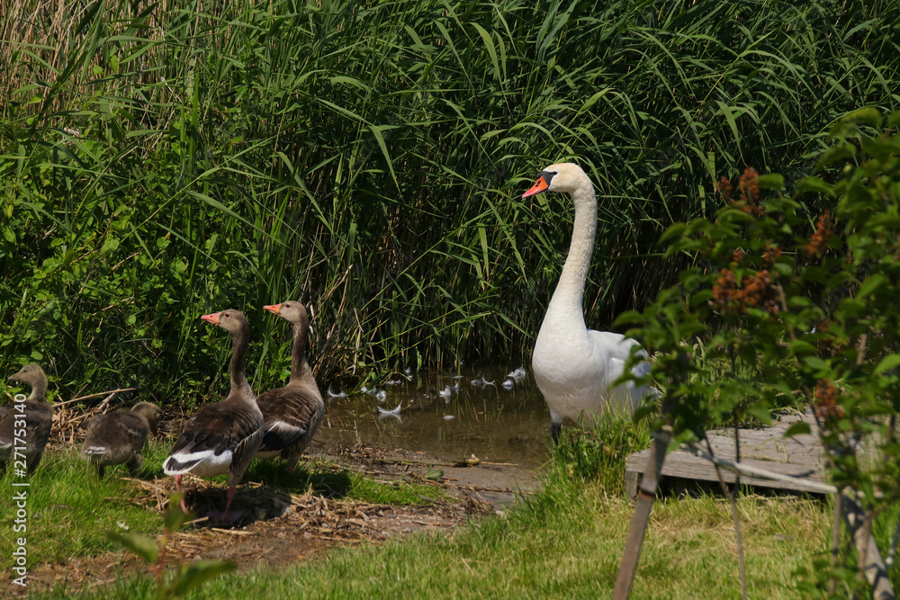 Obraz premium Mueritz national park. A swan and a gray goose family in holiday destination woblitz lake, Mecklenburg Lake Plateau