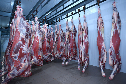 At the slaughterhouse. Carcasses, raw meat beef, hooked in the freezer.