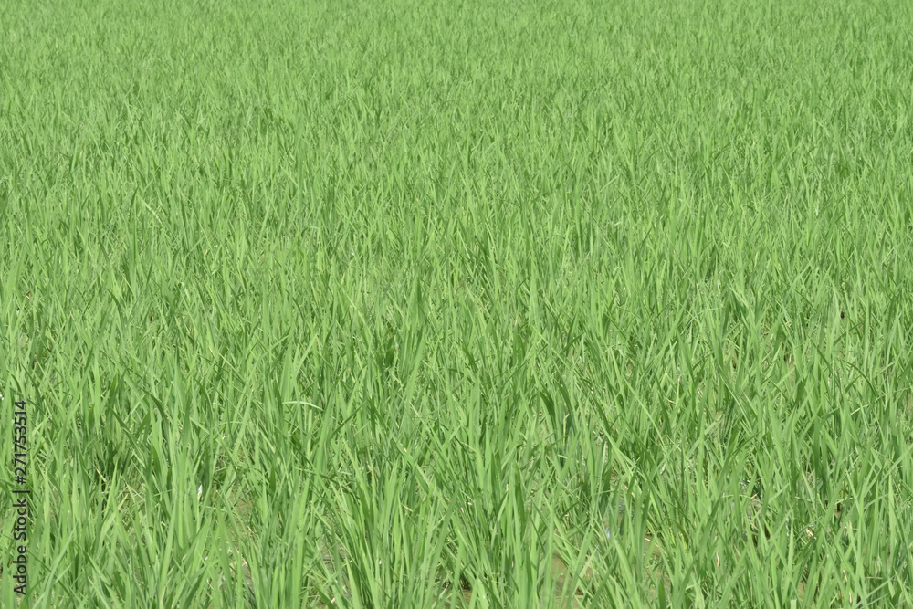 水田 水田