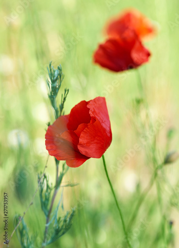 blooming red poppy in the field in the spring afternoon