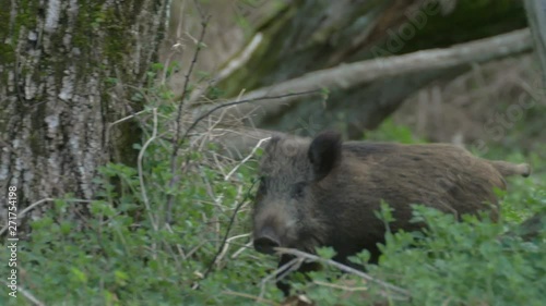 Young wild boar animal running in the woods