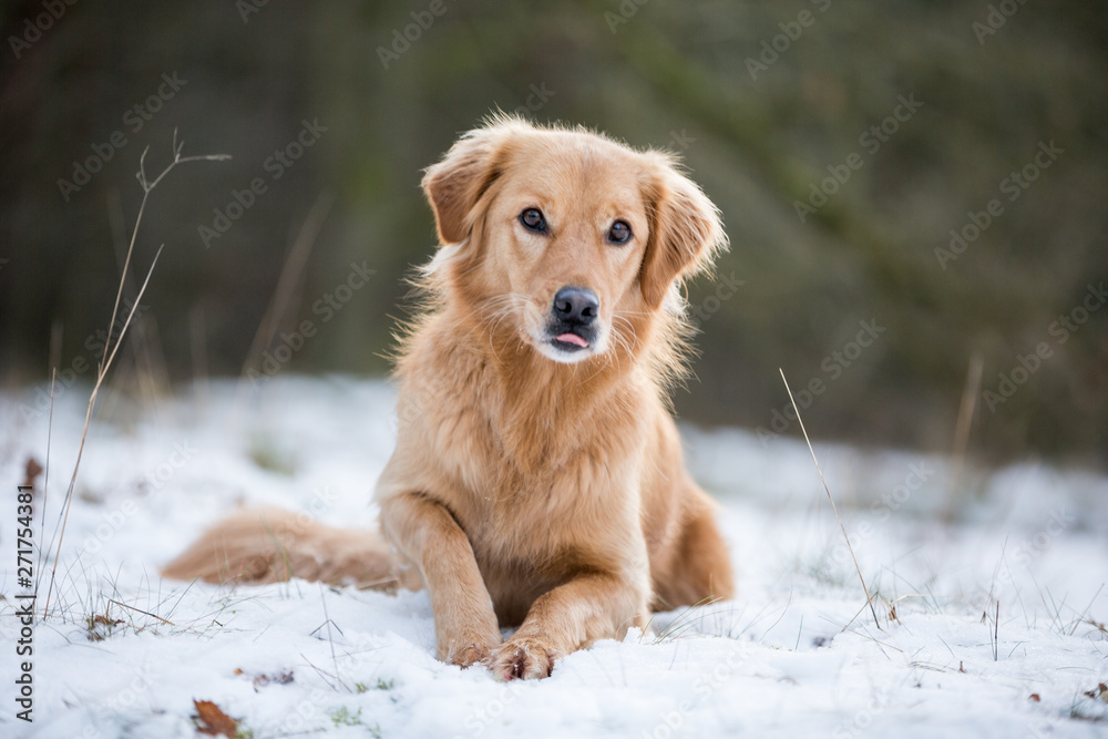 Hund Golden Retriever Mischlingshündin im Schnee