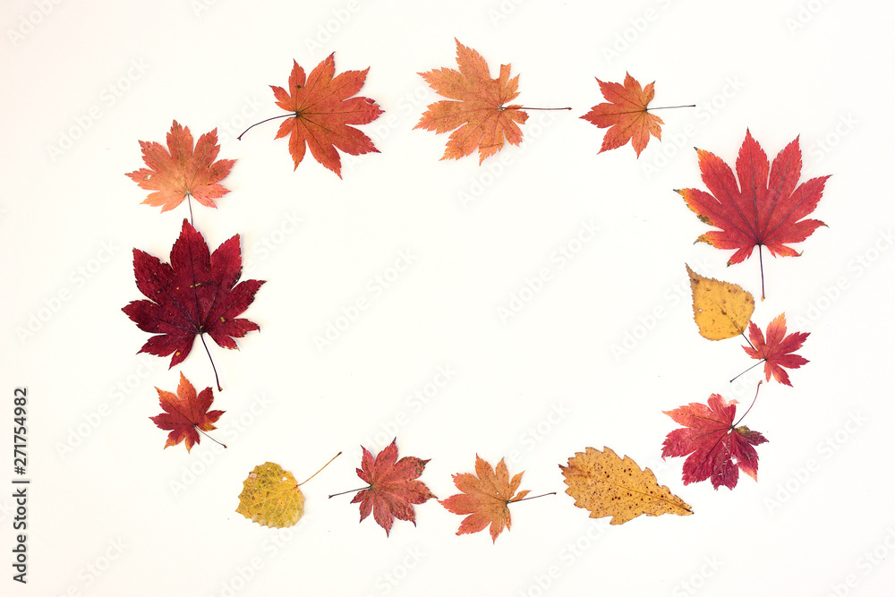 collection beautiful colorful autumn leaves isolated on white background collection beautiful colorful autumn leaves isolated on white background