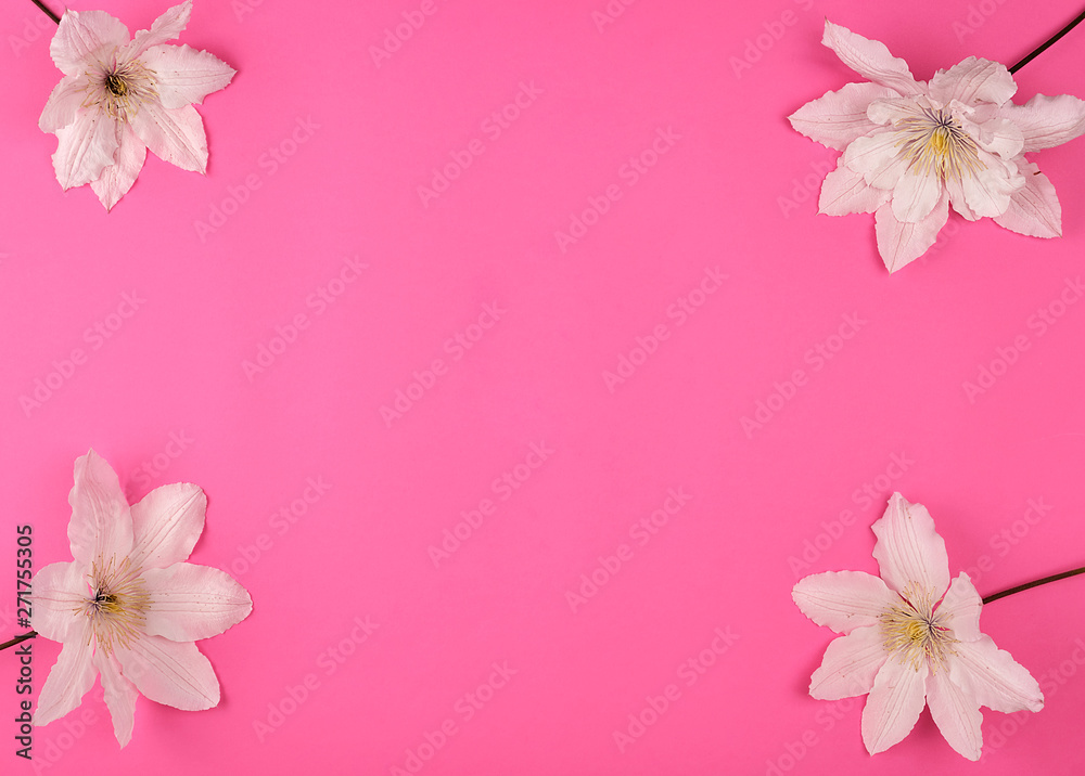 white flowers of clematis on a pink background white flowers of clematis on a pink background