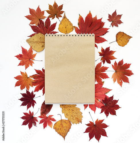 collection beautiful colorful autumn leaves isolated on white background photo