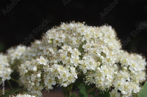 Flowering rowan, sorbus aucuparia, in spring 