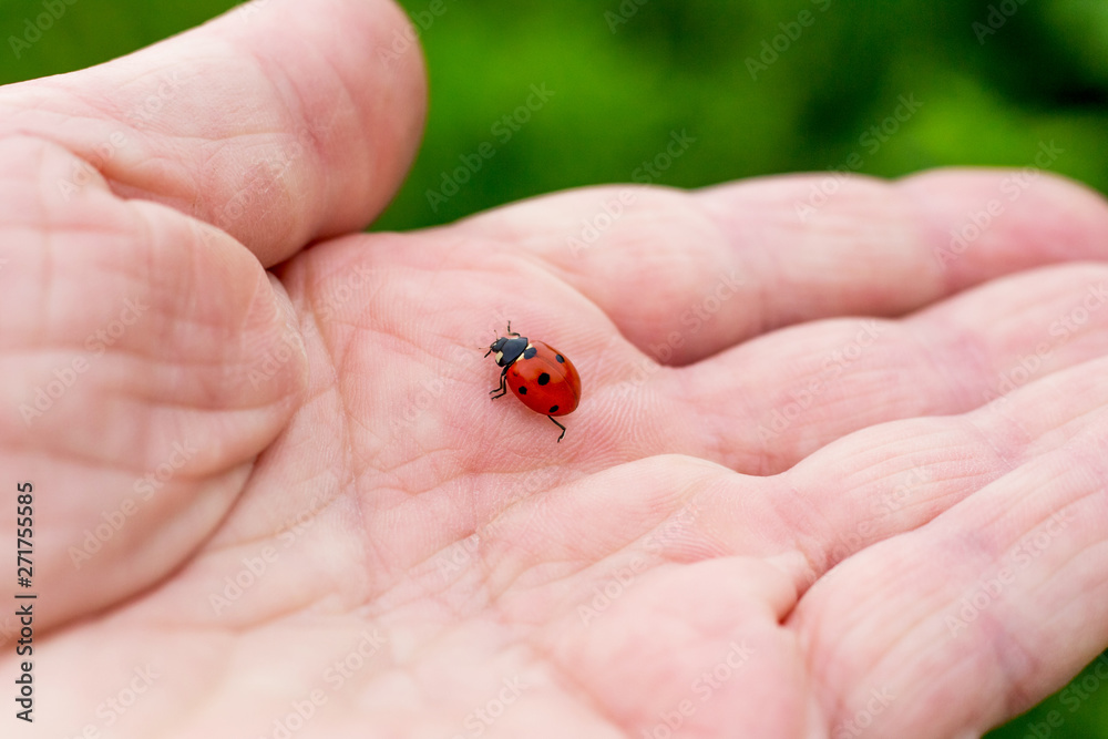 Ladybug climb on the man's hand. Being attentive to nature, animals_ Ladybug climb on the man's hand. Being attentive to nature, animals_