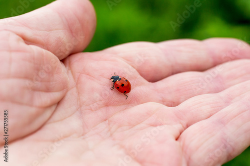Ladybug climb on the man's hand. Being attentive to nature, animals_