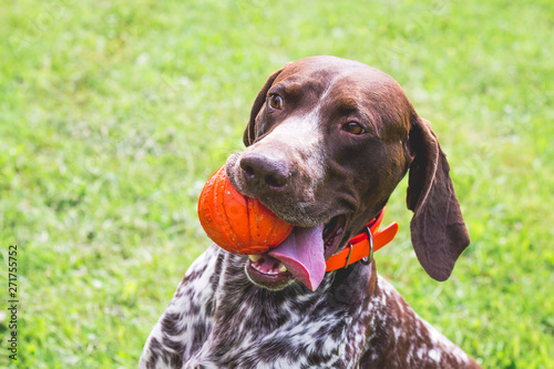 german shorthaired pointer, german kurtshaar one spotted puppy lying on green grass, looking straight into the eyes, intelligent look and sweet dog, in the mouth grass, close-up portrait photo