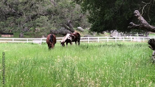 horses in a field grazing on grass