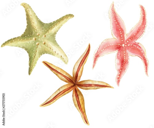 Hand drawn watercolor sea stars set isolated on white background. Arnie animals illustration.