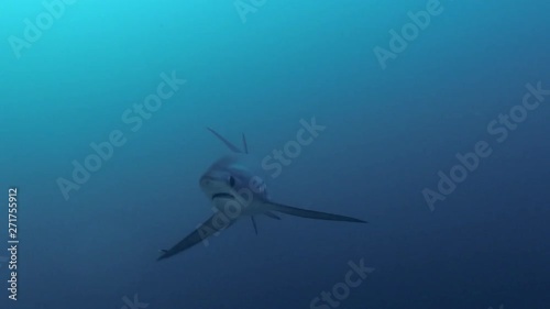 Underwater Video Of Pelagic Thresher Shark Approaching Very Close Up At Monad Shoal In The Visayan Sea Malapascua Philippines  photo