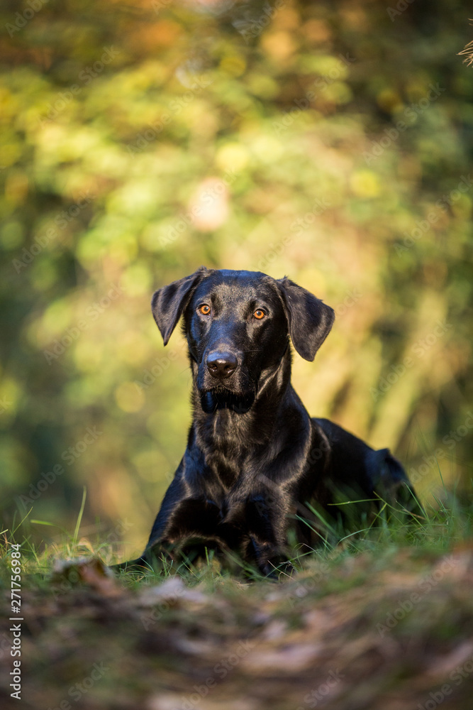schwarzer Labrador Retriever im schönen Herbstlicht Hund draußen
