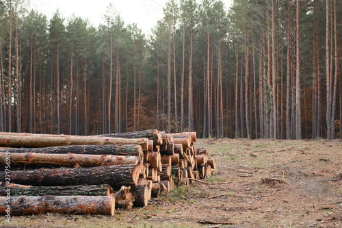 Trunks of trees cut and stacked near the forest. Logging in the pine forest.