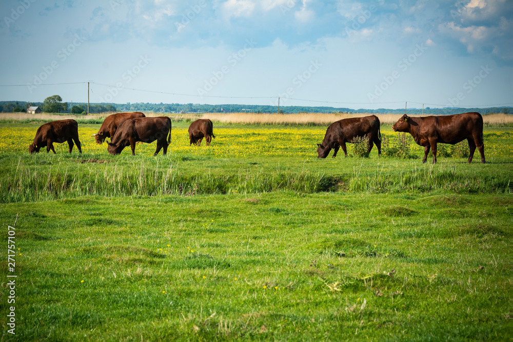 Cattle grazing in rural setting in southern England Cattle grazing in rural setting in southern England