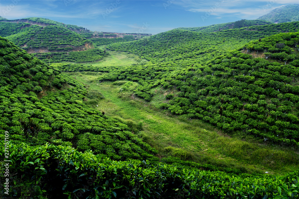 Ταπετσαρία Tea plantation with green fresh leaves in sumatra island,indonesia