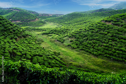 Fotografía Tea plantation with green fresh leaves in sumatra island,indonesia