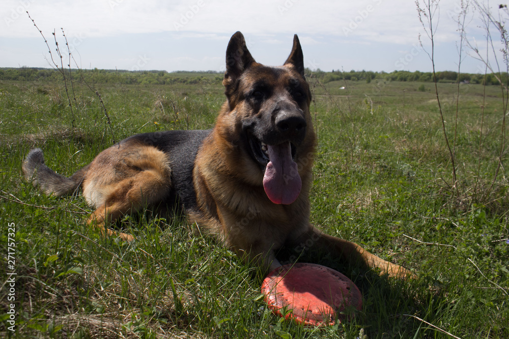 German Shepherd on holiday with his friends German Shepherd on holiday with his friends