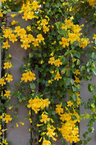 Beautiful yellow flowers with green leaves background,Cat's Claw, Catclaw Vine, Cat's Claw Creeper plants