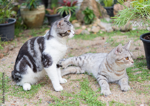 Lovely two cute little cats with beautiful yellow eyes playing and relaxing in garden outdoor
