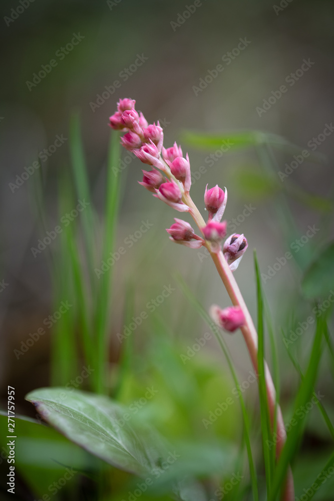 Fototapeta premium Pyrola rotundifolia, perennial grass belonging to the heather family. A rare plant listed in the Red Book of Russia.
