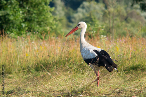 White stork walking in the field at sunset