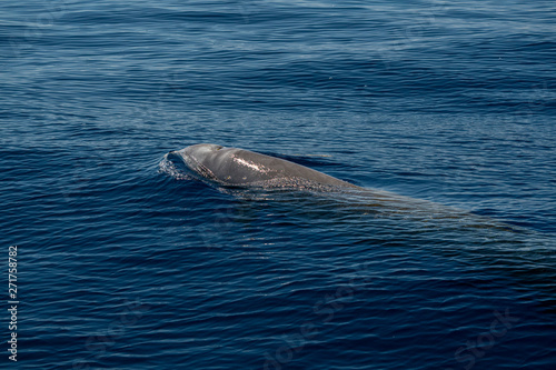 Rare Goose Beaked whale dolphin Ziphius cavirostris photo