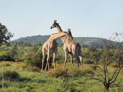 Giraffe, Pilanesberg National Park, South Africa 