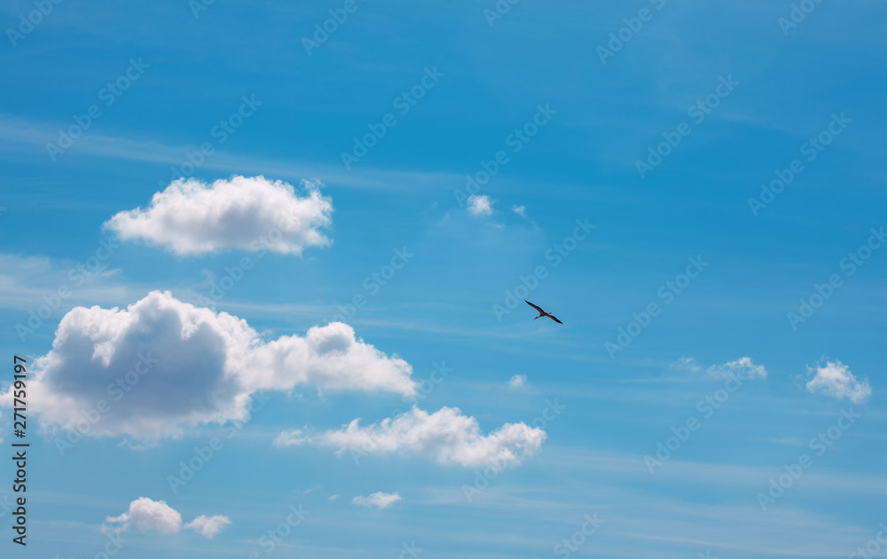 bird flying high in the blue sky 