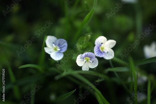 Macro photo of small wild flowers in dark green grass. white flowers with blue streaks and specks of sand