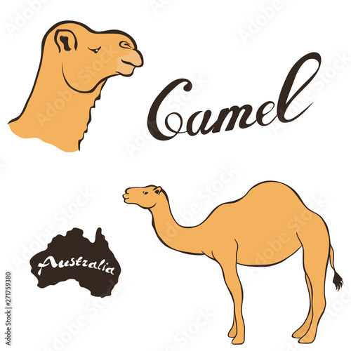 Australian camel vector image isolated on white background. Sandy dromedary in full growth and profile head. Arabian camel, desert animal. Realistic camel design. Fauna Australia symbol.