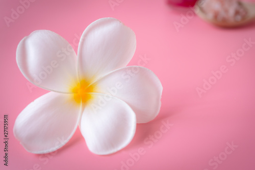 Beautiful white Plumeria flower on pink background